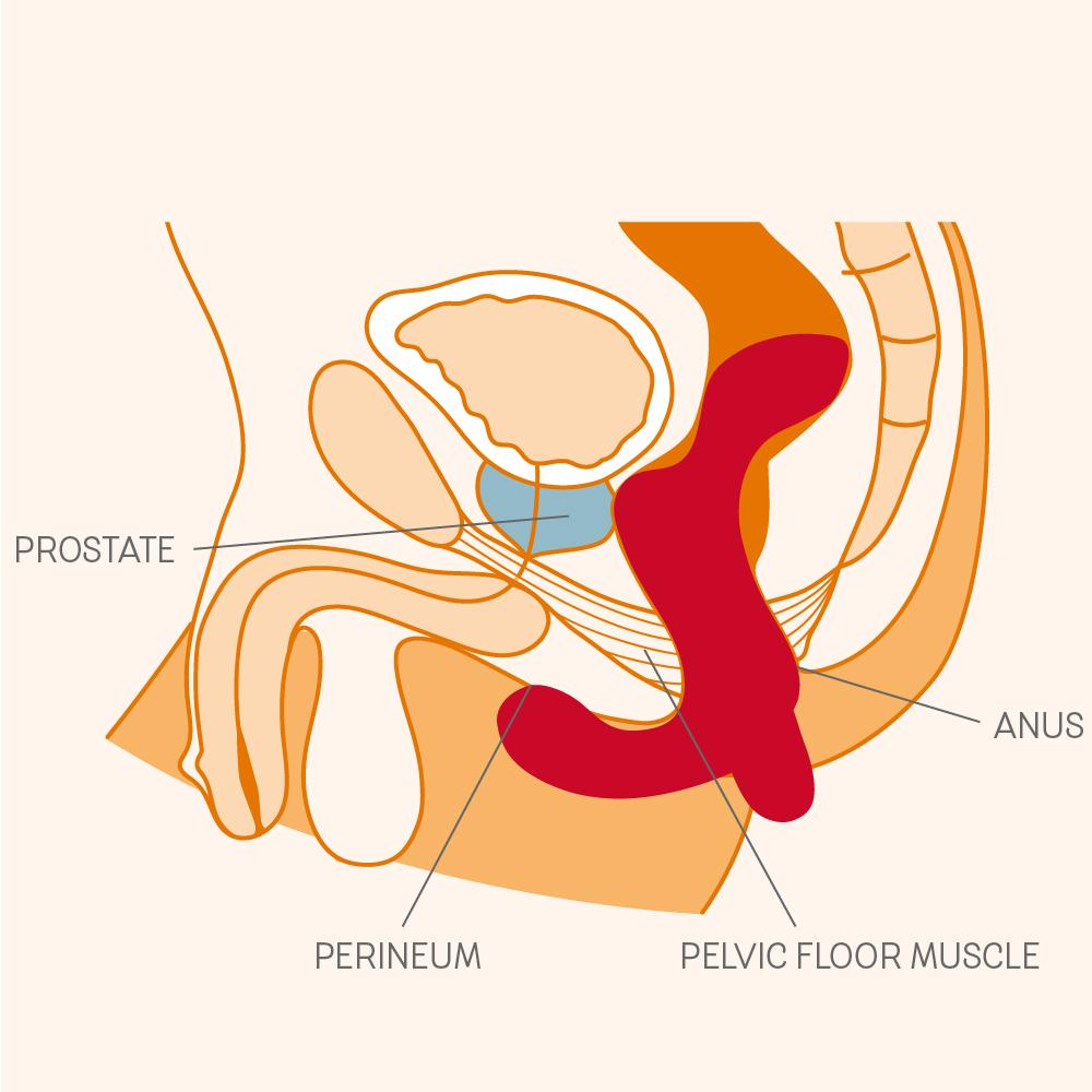 Fun Factory Duke Prostate Vibrator - Thorn & Feather